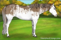 Horse Color:Bay Dun Sabino Splash  and White Spotted Liver Red Dun Splash 