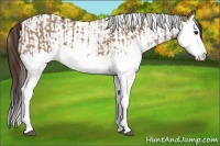 Horse Color:Bay Dun Sabino Splash  and Liver Red Dun Splash Tobiano 