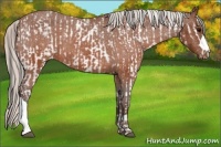 Horse Color:Brown Sabino Appaloosa  and Silver Brown Appaloosa 