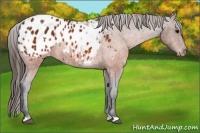 Horse Color:Brown Appaloosa  and Brown Appaloosa 