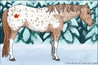 Horse Color:Chestnut Appaloosa 