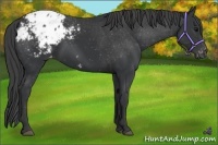 Horse Color:Black Appaloosa