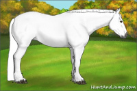 Horse Color:Gray Chestnut