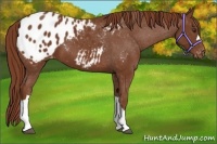 Horse Color:Chestnut Appaloosa