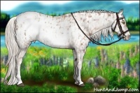 Horse Color:Liver Chestnut Pearl Frame Appaloosa Rabicano  and Silver Brown Frame Appaloosa Rabicano 