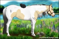 Horse Color:Buckskin Dun Tobiano