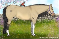 Horse Color:Buckskin Dun Tobiano 