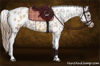Horse Color:Brown Tobiano Appaloosa Rabicano  and Sable Cream Champagne Roan Appaloosa Rabicano 