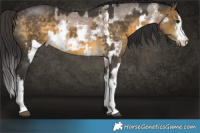 Horse Color:Brown Dun Sabino Rabicano and White Spotted Buckskin Rabicano