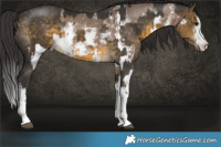 Horse Color:Brown Dun Sabino Rabicano  and White Spotted Buckskin Rabicano 