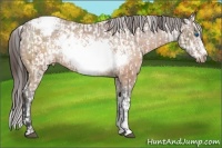 Horse Color:Brown Frame Appaloosa Rabicano  and Brown Frame Appaloosa Rabicano 