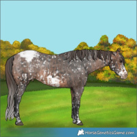 Horse Color:Brown Frame Appaloosa Rabicano  and Brown Frame Appaloosa Rabicano 