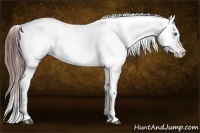 Horse Color:White Spotted Brown Frame Appaloosa Rabicano  and White Spotted Brown Splash Frame Appaloosa Rabicano 