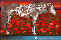 Horse Color:Chocolate Silver Black Sabino and Chocolate Brown Sabino Appaloosa