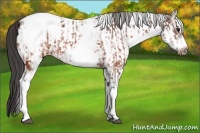 Horse Color:White Spotted Brown Frame Varnish Rabicano  and White Spotted Brown Frame Varnish Rabicano 