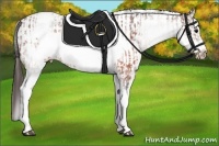 Horse Color:White Spotted Brown Frame Varnish Rabicano  and White Spotted Brown Frame Varnish Rabicano 