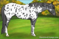 Horse Color:Blue Roan Appaloosa