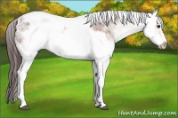 Horse Color:White Spotted Brown Frame Appaloosa Rabicano  and White Spotted Silver Brown Frame Appaloosa Rabicano 