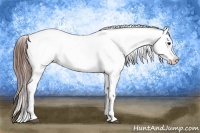 Horse Color:White Spotted Brown Frame Appaloosa Rabicano and White Spotted Brown Splash Frame Appaloosa Rabicano