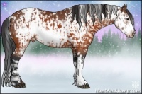 Horse Color:Brown Frame Appaloosa Rabicano  and Brown Frame Appaloosa Rabicano 