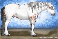 Horse Color:White Spotted Brown Frame Appaloosa Rabicano  and White Spotted Brown Frame Appaloosa Rabicano 