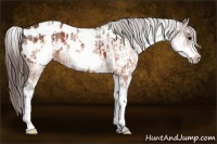 Horse Color:White Spotted Brown Frame Appaloosa Rabicano  and White Spotted Brown Frame Appaloosa Rabicano 
