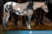 Horse Color:ERROR: UNKNOWN ANOMALY and White Spotted Bay Frame Appaloosa Rabicano 