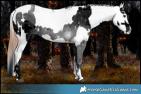 Horse Color:ERROR: UNKNOWN ANOMALY and White Spotted Bay Frame Appaloosa Rabicano