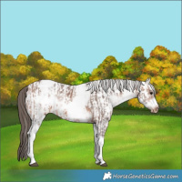 Horse Color:White Spotted Brown Frame Varnish Rabicano and White Spotted Brown Frame Varnish Rabicano