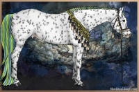 Horse Color:Painted Blue Roan Appaloosa Rabicano