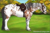 Horse Color:White Spotted Brown Frame Near Fewspot Rabicano  and White Spotted Brown Frame Near Leopard Rabicano 