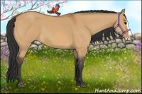 Horse Color:Bay Dun Splash 