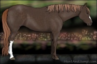 Horse Color:Liver Chestnut 