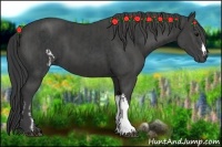 Horse Color:Black  and Smoky Black 