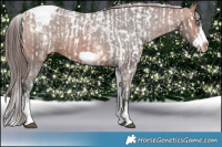 Horse Color:Brown Sabino Splash Frame Snowflake VarnishRabicano  and White Spotted Brown Frame Varnish Rabicano 