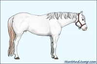 Horse Color:White Spotted Black Pearl Frame Appaloosa Rabicano and White Spotted Black Pearl Frame Appaloosa Rabicano