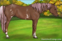 Horse Color:Painted White Spotted Chestnut