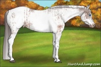 Horse Color:White Spotted Brown Frame Varnish Rabicano and White Spotted Brown Frame Varnish Rabicano