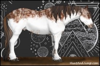 Horse Color:White Spotted Brown Pearl Frame Rabicano  and White Spotted Brown Frame Rabicano 