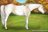 Horse Color:White Spotted Palomino Dun Splash 