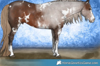 Horse Color:White Spotted Liver Chestnut