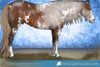 Horse Color:White Spotted Liver Chestnut 