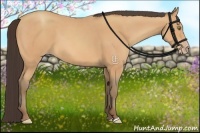Horse Color:Amber Champagne