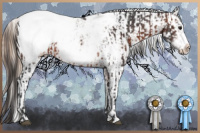 Horse Color:Brown Frame Appaloosa Rabicano and Liver Chestnut Pearl Sabino Splash Appaloosa Rabicano