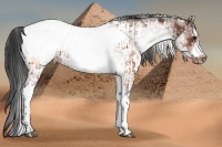 Horse Color:White Spotted Brown Frame Appaloosa Rabicano  and White Spotted Brown Frame Appaloosa Rabicano