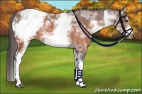 Horse Color:White Spotted Brown Frame Appaloosa Rabicano  and White Spotted Brown Splash Frame Appaloosa Rabicano 