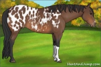 Horse Color:Bay Appaloosa 