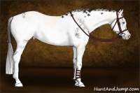 Horse Color:Cremello Sabino  and Brown Sabino 