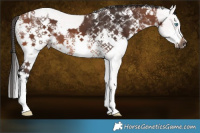 Horse Color:Cremello Sabino  and Brown Sabino 