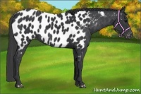 Horse Color:Black Appaloosa